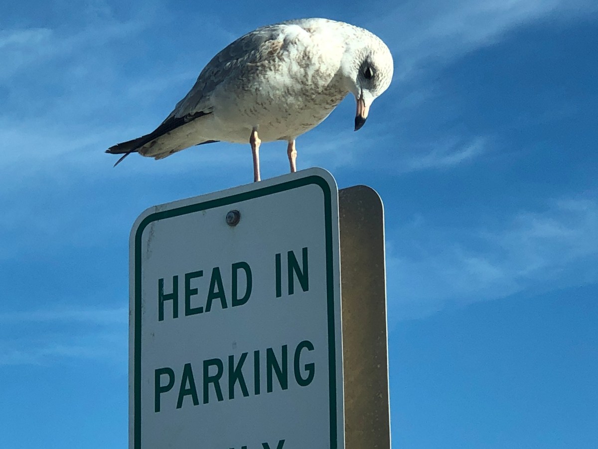 A Day/Road-Trip to the&nbsp;Ocean